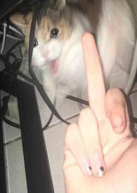 两小无猜打一数字几